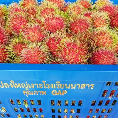 เงาะโรงเรียน ผลไม้ชื่อดังของจังหวัดสุราษฎร์ธานี เงาะโรงเรียน ผลไม้ชื่อดังของจังหวัดสุราษฎร์ธานี